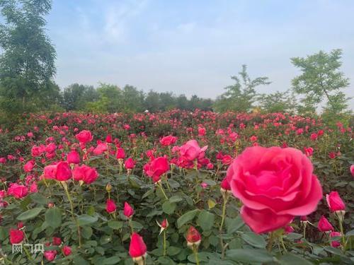 从花木种植到苗旅融合 新乡获嘉 花文章 育好 振兴苗 央广网